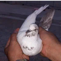 کبوتر|حیوانات|گرگان, |دیوار