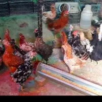 تخم مرغ نطفه دار گلین|حیوانات مزرعه|خمینی‌شهر, |دیوار