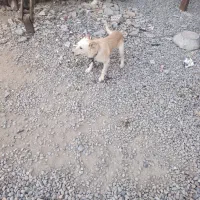 سگ پاکوتاه
