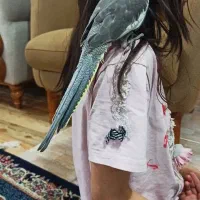 فروش دو عدد جوجه عروس هلندی دستی|پرنده|نرماشیر, |دیوار