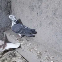 کفتر ماده|پرنده|قم, مسکن مهر|دیوار