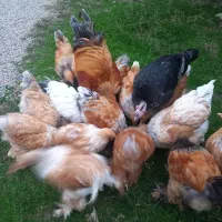 فروش مولد ونیمچه دم تخم برهما بوف طلایی