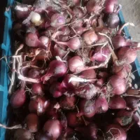 پیاز تازه امسال ۲۰ کیلو و پیاز ترشی و سیر محلی|خوردنی و آشامیدنی|خوی, |دیوار