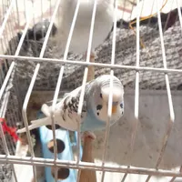 مرغ عشق|پرنده|مرودشت, دولت آباد|دیوار