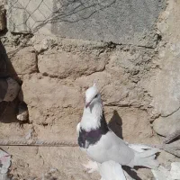 طوقی|پرنده|شیروان (خراسان), |دیوار