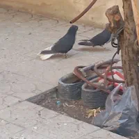 14تا باهم 12ملیون|پرنده|مهران (ایلام), |دیوار