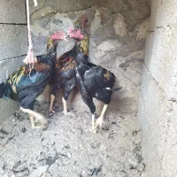 جوجه و خروس لاری ومرغ لاری|حیوانات مزرعه|تبریز, |دیوار