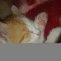 گربه بازیگوش