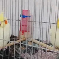 عروس هلندی|پرنده|شوش, |دیوار