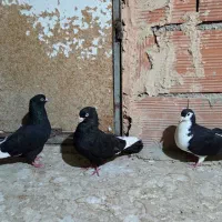پرسفید و ساده دم سیاه