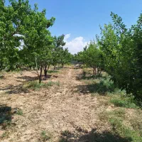 باغچه با درختان میوه بزرگ شهرک باغی مسکونی شاهنامه|فروش خانه و ویلا|مشهد, درزآب|دیوار