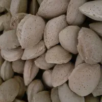 بادام شاهرودی ۷و ۸