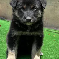 سگ ژرمن شپردورک نردوماه شاه توله فی ۱۵م ت