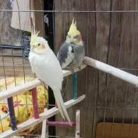 یک جفت عروس هلندی