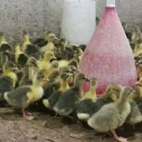 جوجه غاز محلی