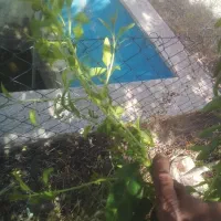 اجرای ابیاری قطره ای ساخت استخرساختمانآلاچیق باغ|خدمات باغبانی و درختکاری|ساوه, |دیوار