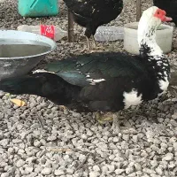 اردک اسرائیلی