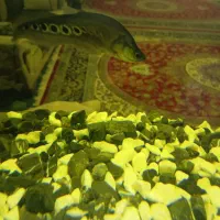 ماهی نایف و بلک گوست