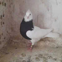 کبوتر نر