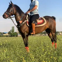 کژال مادیان کُرد(فروش فوق العاده)