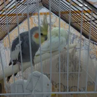 فوری عروس هلندی بدون قفس 1600 فوری