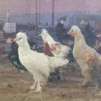 مرغ و خروس سلطان برهما کوشین بوقلمون بیوتی|حیوانات مزرعه|مرودشت, محمد آباد|دیوار