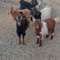 بزغاله ماده و نر و چوش سانن