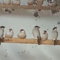 فنچ نرگسی شکلاتی کارداده