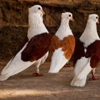 کبوتر شونی میخام