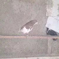 کبوتر نر چپ شیرازی