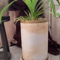 تعدادی گل آپارتمانی|گل و گیاه طبیعی|بروجرد, |دیوار