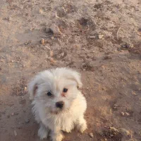 واگذاری سگ|سگ|کرمان, |دیوار