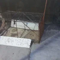 تله گربه و جفت کن کبوتر