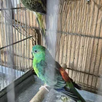 طوطی آوازه خوان