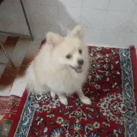 سک پامر اشپیز روبای