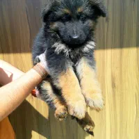 سگ ژرمن شپرد ، نژادی برای جستجو و نجات|سگ|کرج, چمن|دیوار