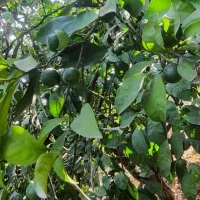 فروش باغ نارنگی با ویو زیبا|فروش زمین و ملک کلنگی|پایین هولار, |دیوار