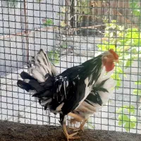 خروس گلین لری اصیل