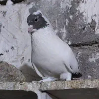 فروش دم قهوه ایی ودم سیاه نقابی|پرنده|بهبهان, |دیوار