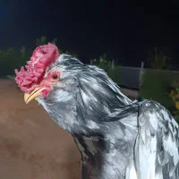 خروس ریشو گلین|حیوانات مزرعه|مسجد سلیمان, |دیوار