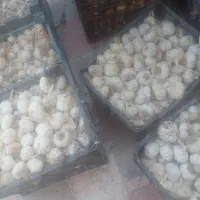 سیر|خوردنی و آشامیدنی|شیراز, گل سرخ|دیوار