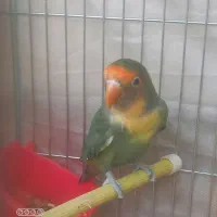کوتوله برزیلی نر .بالغ|پرنده|شیراز, شاپورجان|دیوار