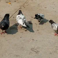 تعدادی جوجه کفترپاکستانی پرشی|پرنده|قشم, |دیوار