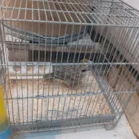 سهره خاکی مست|پرنده|شهریار, شهرک مصطفی خمینی|دیوار