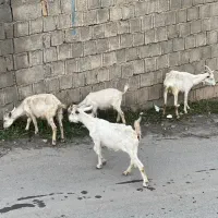 بز سانن|حیوانات مزرعه|کلاردشت, |دیوار