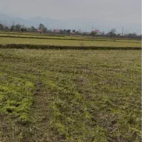 باغ مناسب کیوی سند ثبتی چسبیده به مسکونی|فروش زمین و ملک کلنگی|پرهسر, |دیوار