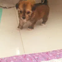 عروسکی هاپویی ناناز|سگ|مشهد, الهیه|دیوار