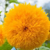 باغبانی حرفه ای|خدمات باغبانی و درختکاری|اهواز, بهارستان|دیوار