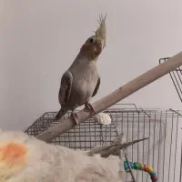 طوطی|پرنده|بیرجند, |دیوار