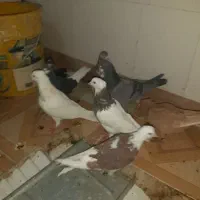 دوازده عدد کبوتر تهرانی،خال،رنگی|پرنده|ایلام, |دیوار